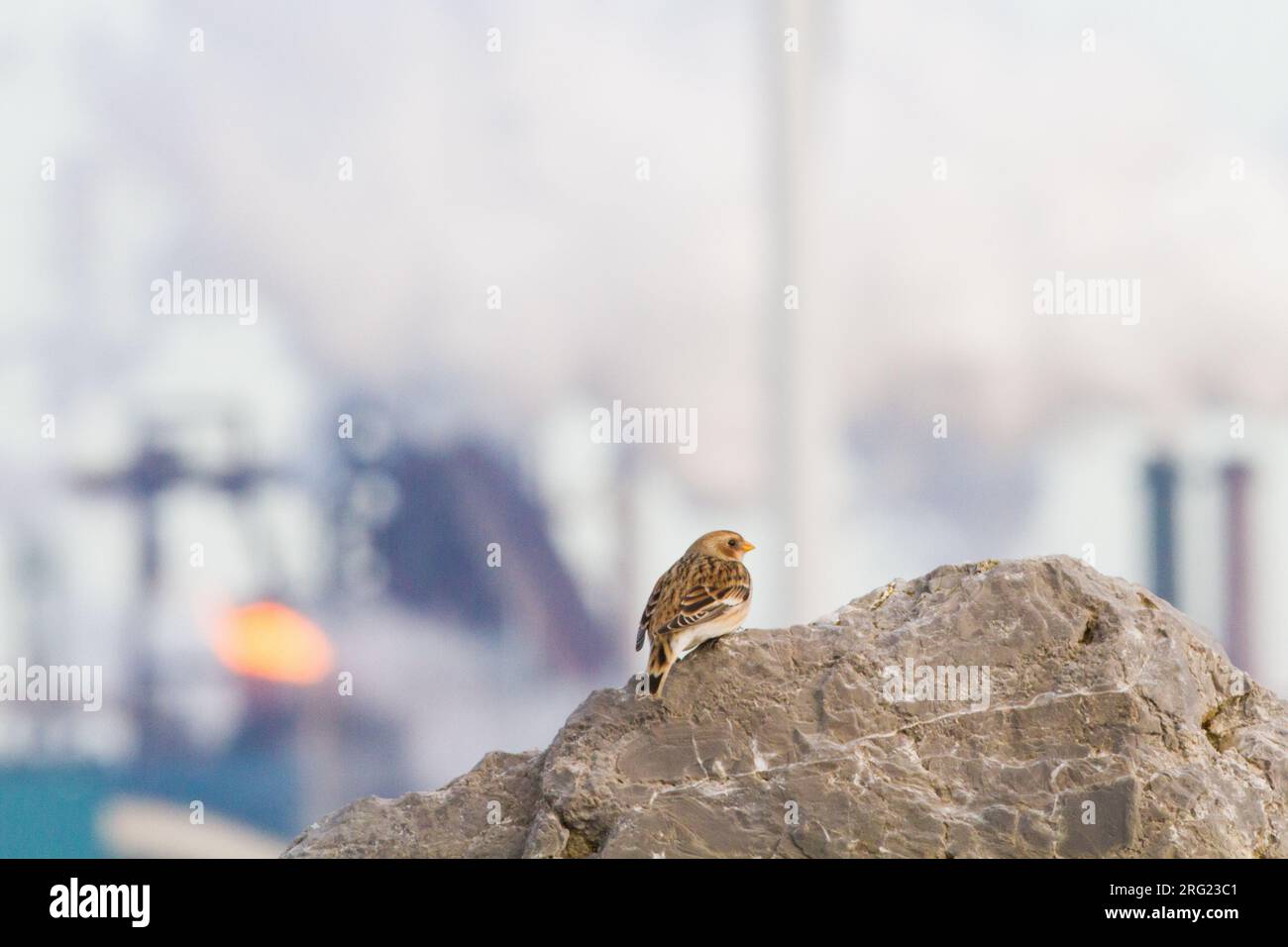 Schneebesteigung, Plectrophenax nivalis, im Winter Gefieder, sitzt auf Basaltfelsen, Teil des kleinen Herdenwinterins an der Nordseeküste Stockfoto