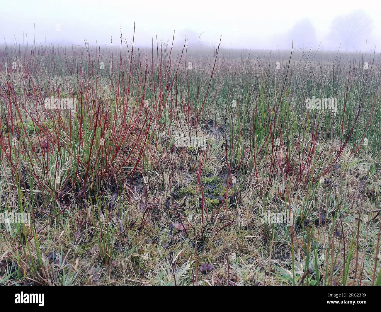 Ein Jack Snipe (Lymnocryptes minimus) ist in Deckung Stockfoto