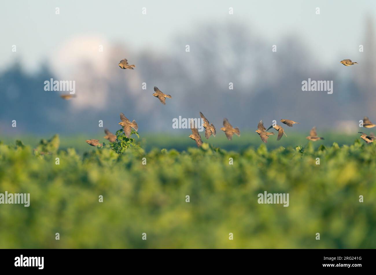 Herde winterender Maiskolben (Emberiza calandra), die tief über dem Feld fliegen. Stockfoto