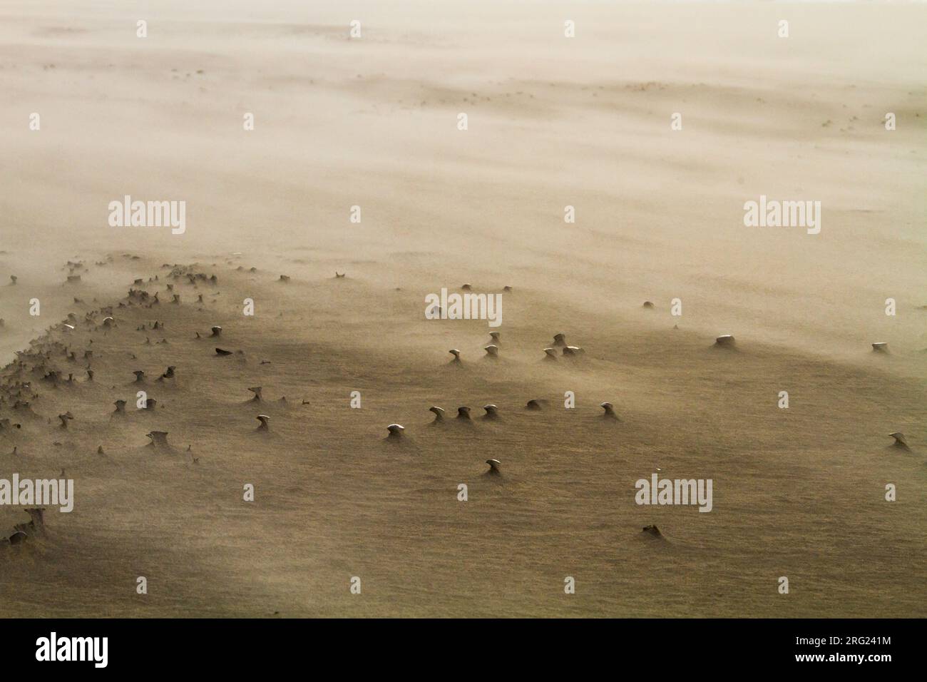 Treibender Sand im Sturm, der über den Strand weht Stockfoto