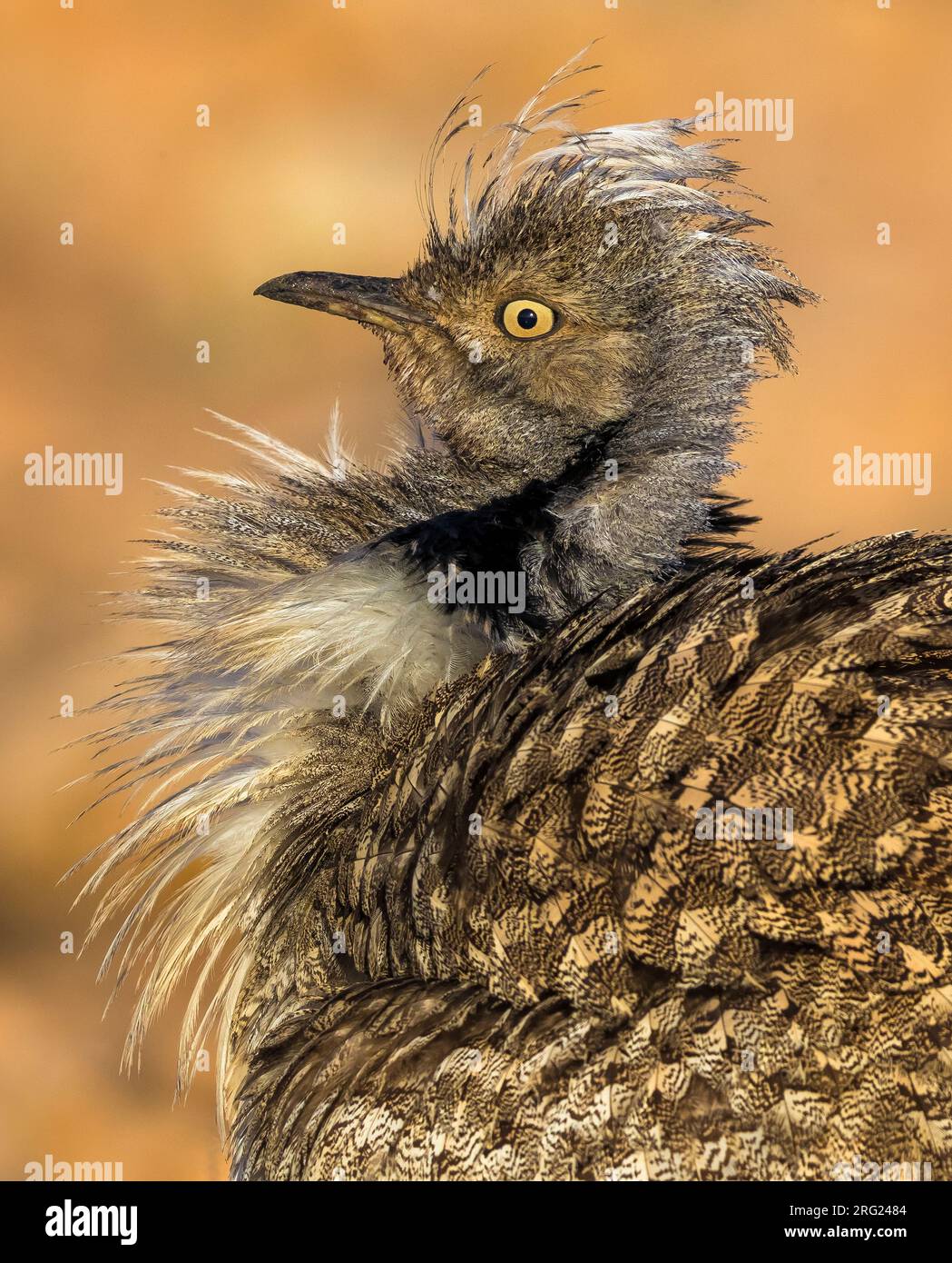 Männliche Houbara Bustard (Chlamydotis undulata fuertaventurae) Portrait von diplaying Vogel. XXL-Format Datei Stockfoto