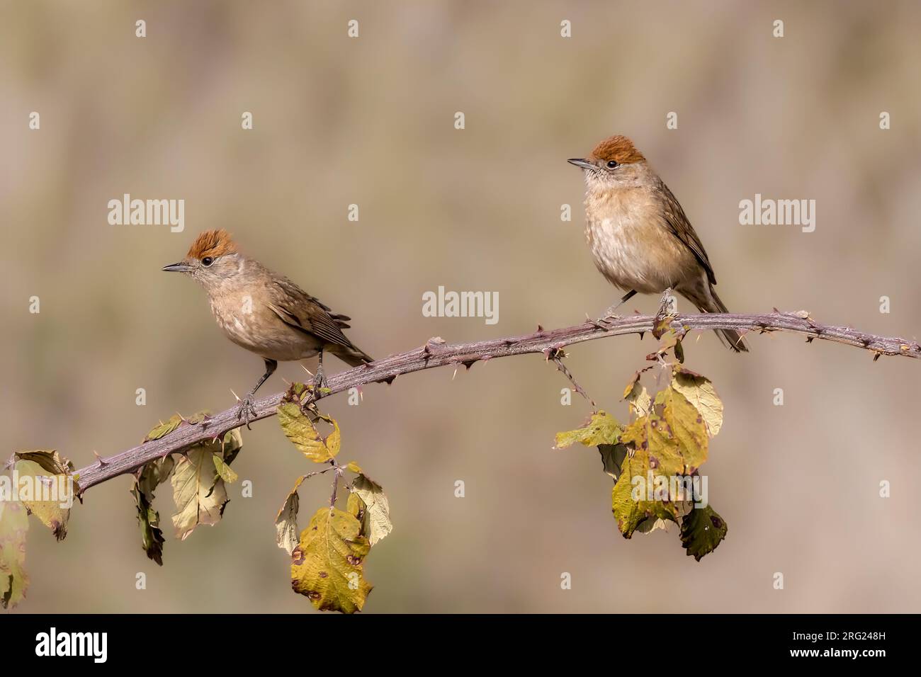 Twop wintert weibliche Blackcaps in Spanien Stockfoto