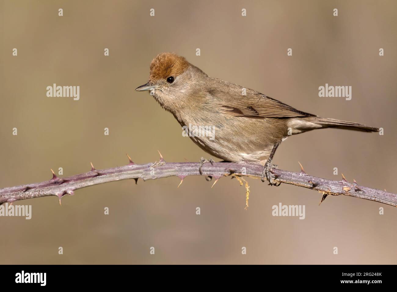 Winterliche Blackcap-Frau in Spanien Stockfoto