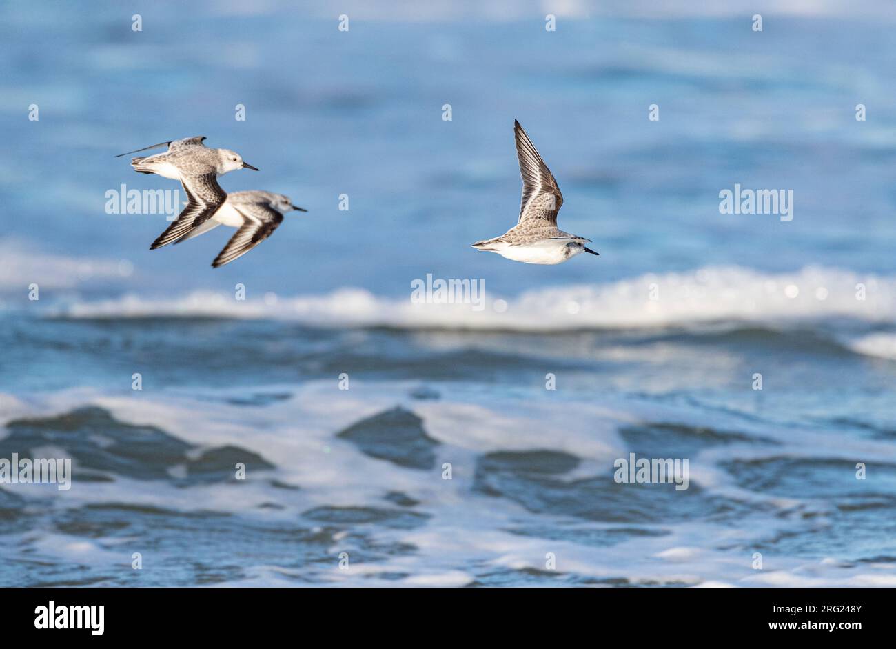 Sanderling (Calidris alba) im Winter am Nordseestrand von Katwijk, Niederlande. Drei Sanderlings fliegen über die Brandung. Stockfoto