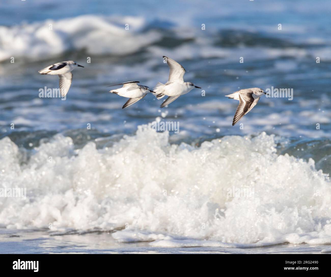 Sanderling (Calidris alba) im Winter am Nordseestrand von Katwijk, Niederlande. Kleine Herde, die über die Brandung fliegt. Stockfoto