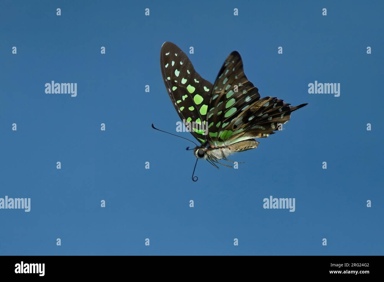 Tailed Jay (Graphium agamemnon) in Thailand. Seitenansicht des Schmetterlings im Flug vor blauem Himmel als Hintergrund. Stockfoto