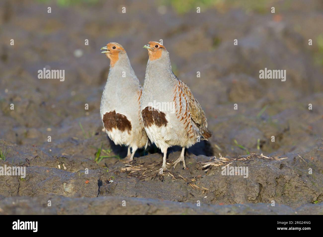 Graues Rebhuhn, Perdix perdix Familienschar auf einem Landwirtschaftsfeld, das für Vögel geschaffen wurde Stockfoto