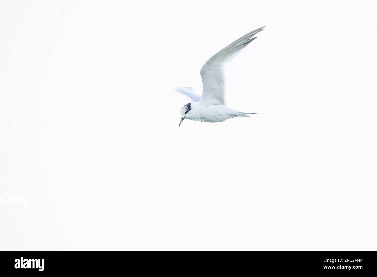 Sandwichtern, Sterna sandvicensis, winterend im holländischen Delta Stockfoto