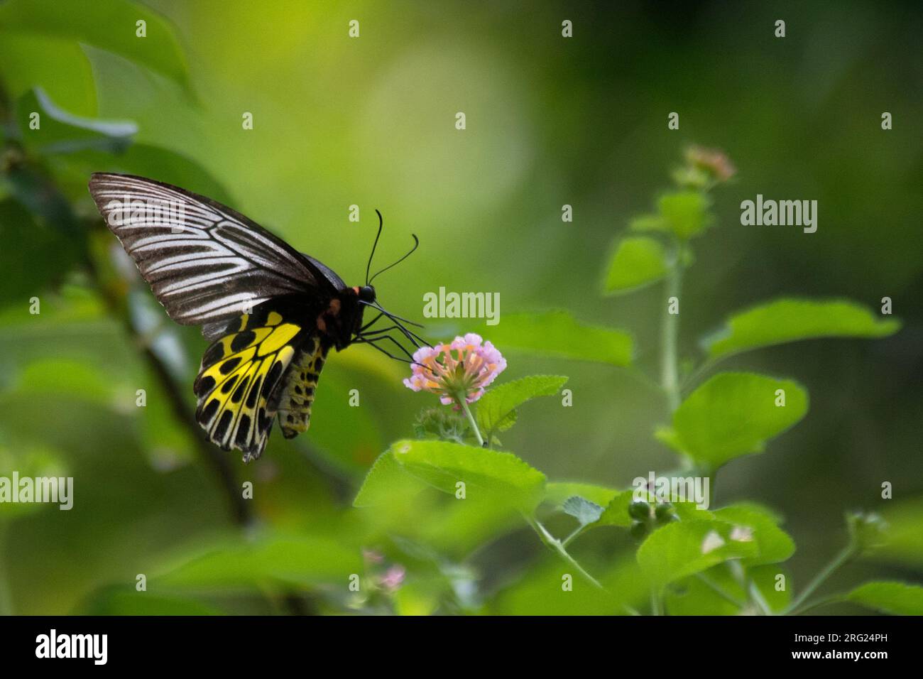 Malayanischer Vogelflügel (Troides amphrysus), Schmetterling, der Nektar einer rosa Blume im Tropenwald Thailands saugt Stockfoto