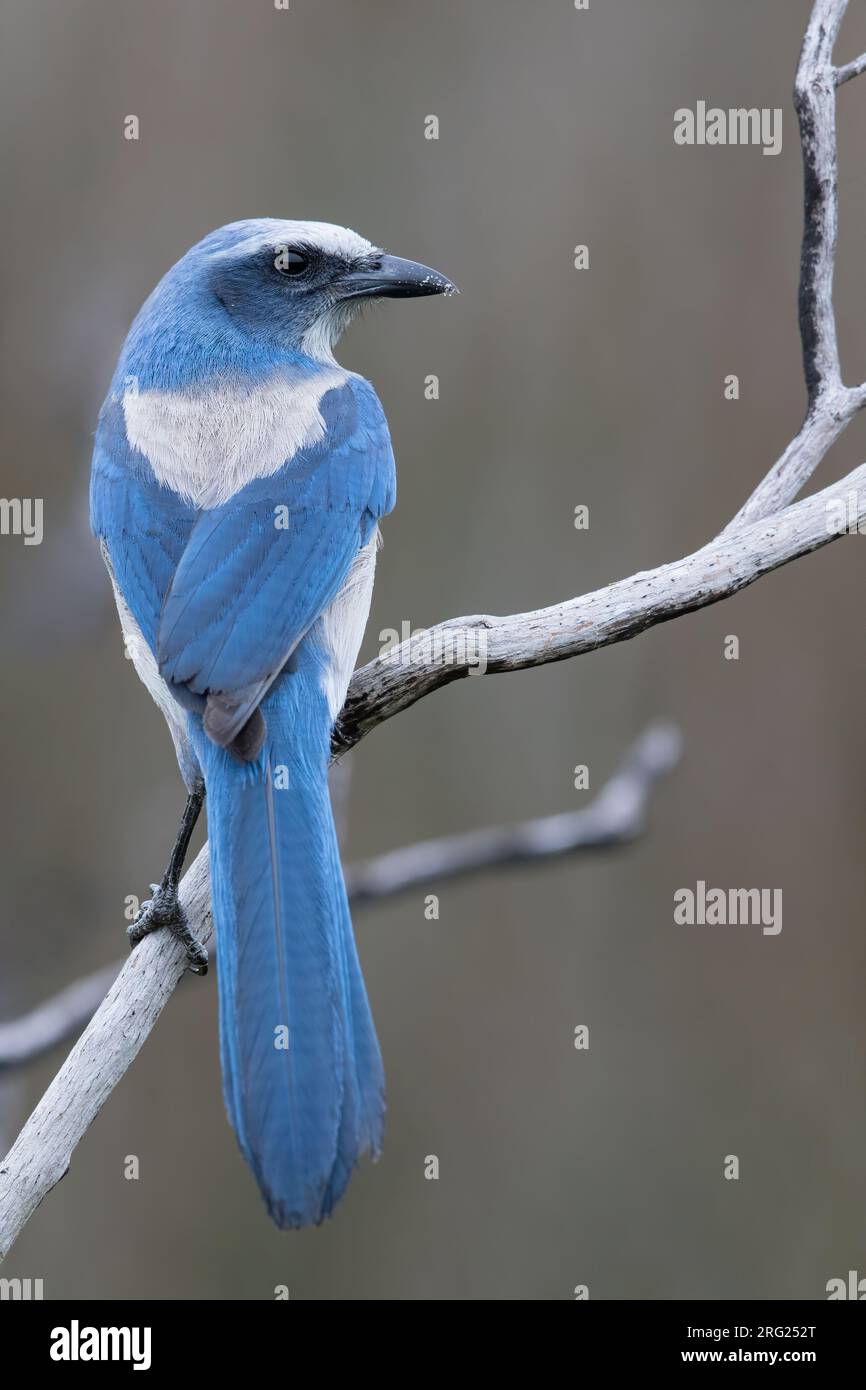 Männliche Florida Scrub-Jay (Aphelocoma coerulescens) an merrit Island Stockfoto