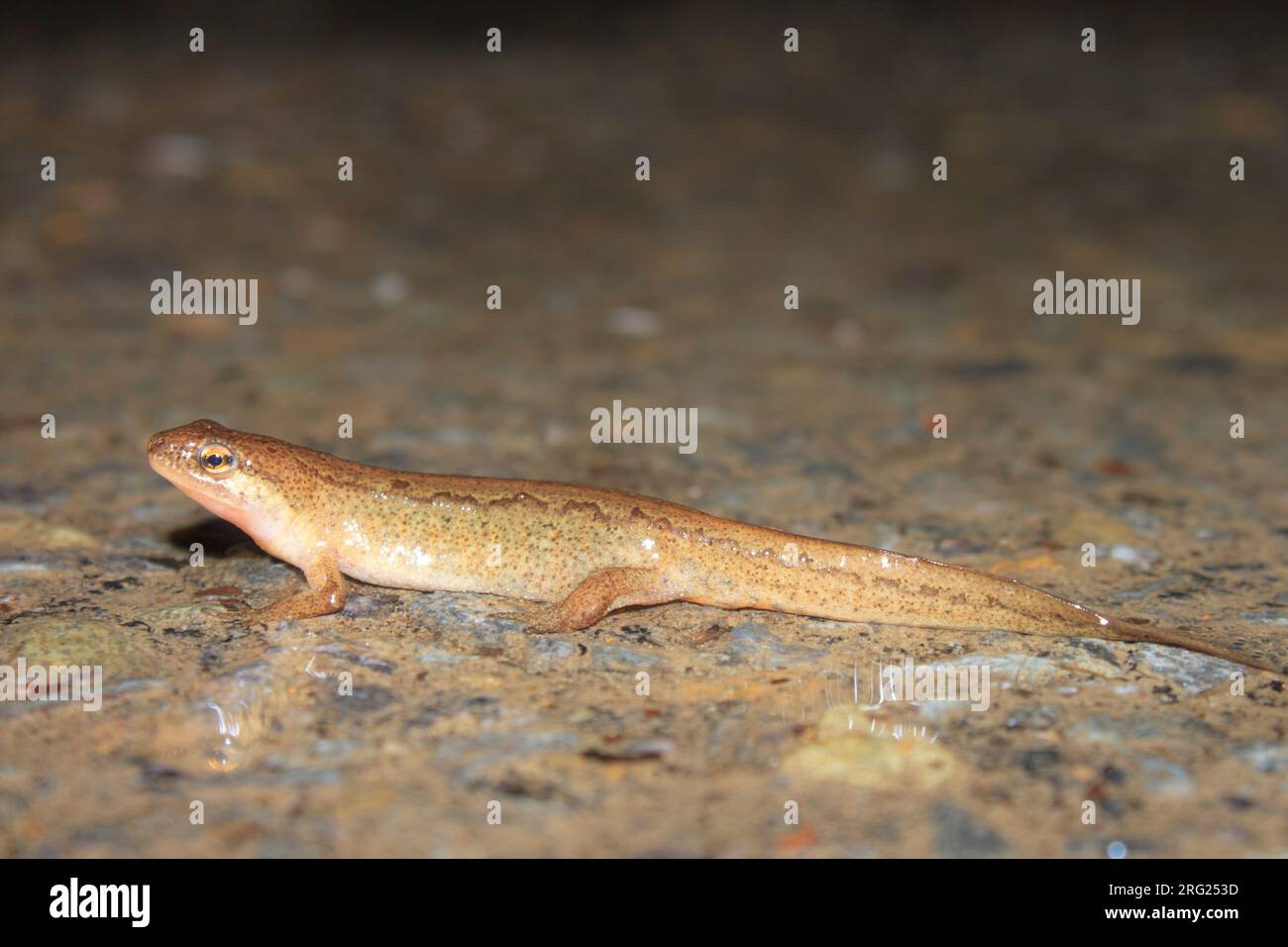 Palmate Newt (Lissotriton helveticus) nahm die 06/02/2022 in Ile sur la Sorgues - Frankreich. Stockfoto