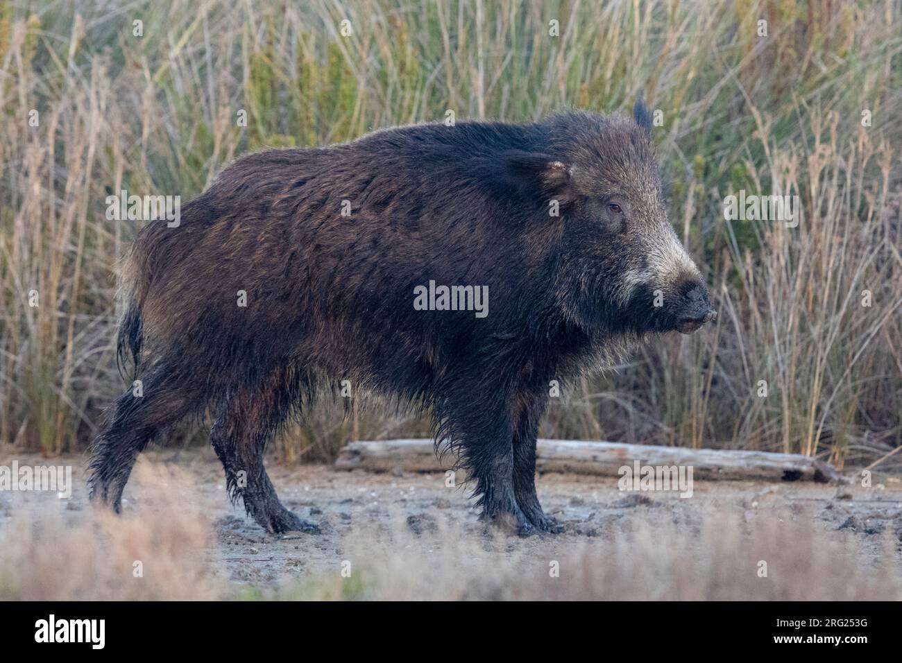 Wildschwein (Sus scrofa), Seitenansicht eines Erwachsenen, der auf dem Boden steht, Latium, Italien Stockfoto