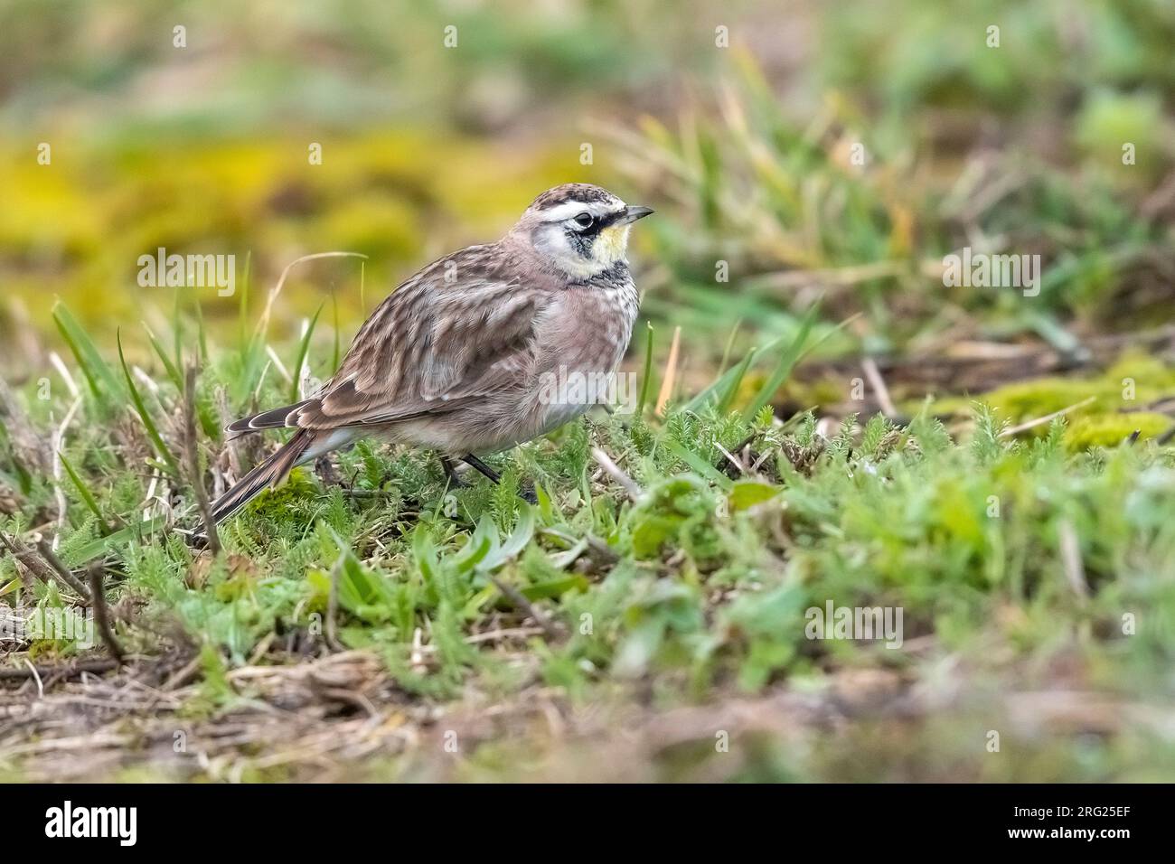 Erwachsener Winter American Horned Lark (Eremophila alpestris hoyti) in Staines-upon-Thames, England, Großbritannien. Stockfoto