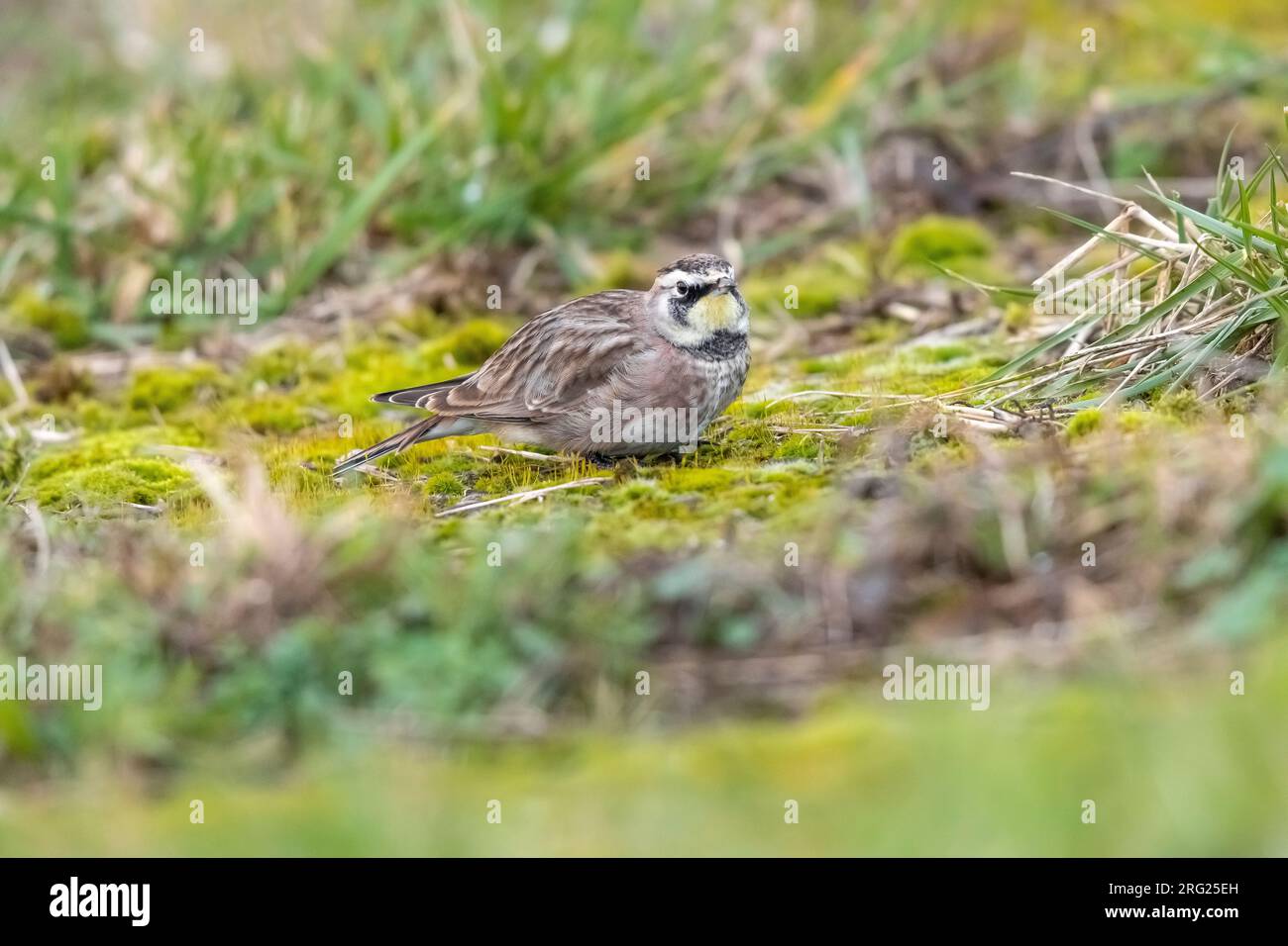 Erwachsener Winter American Horned Lark (Eremophila alpestris hoyti) in Staines-upon-Thames, England, Großbritannien. Stockfoto
