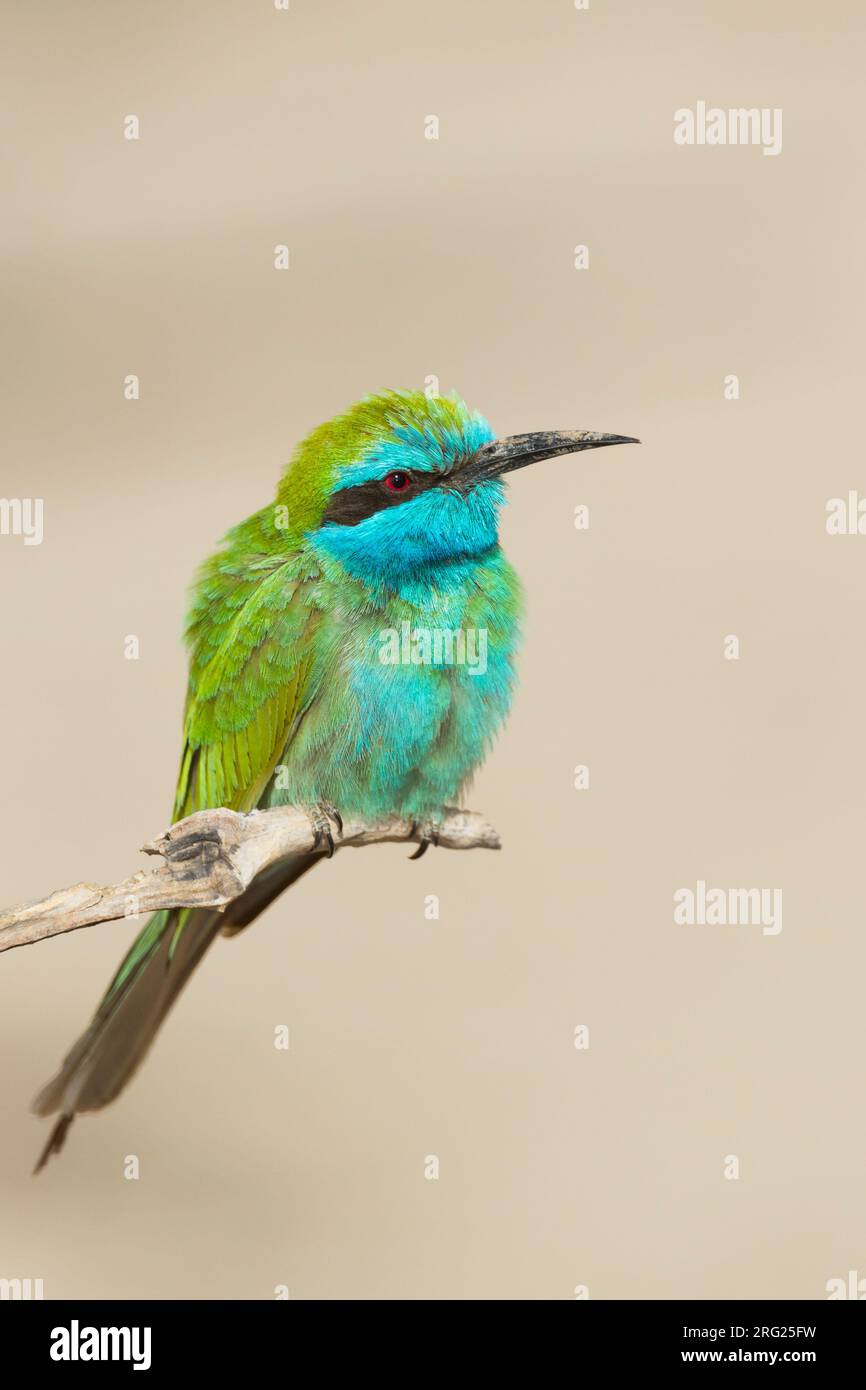 1001 (Wenig) Green Bee-eater - Smaragdspint - Merops cyanophrys ssp. muscatensis, Oman, Erwachsene Stockfoto