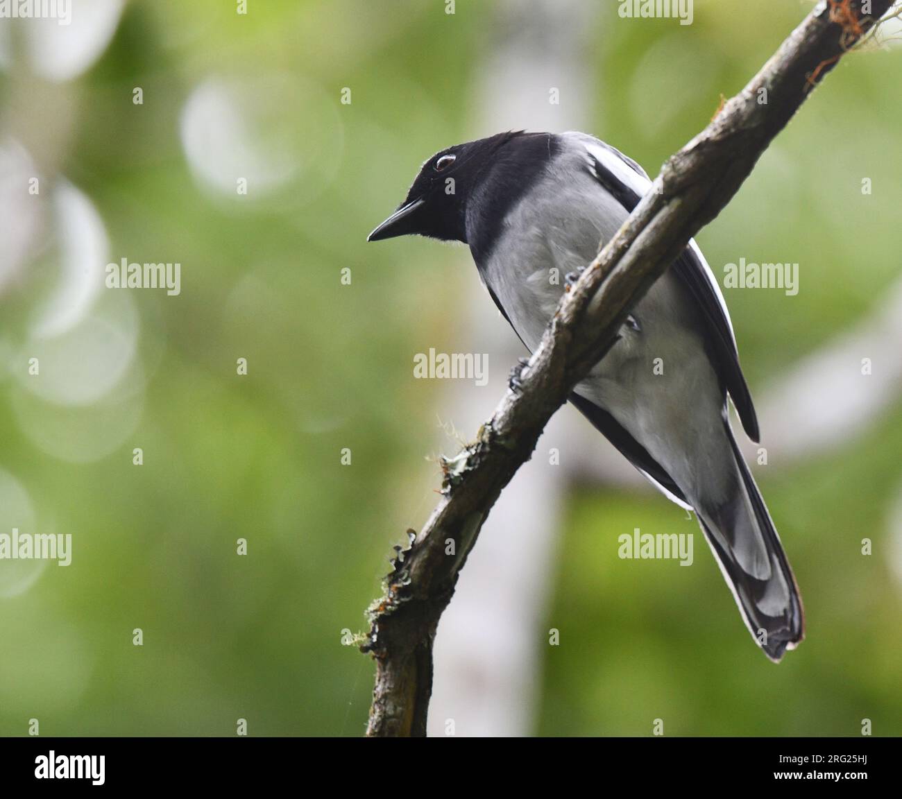 Ausgewachsener männlicher McGregor-Kuckuck (Malindangia mcgregori) am Mount Kitanglad, Mindanao, auf den Philippinen. Stockfoto