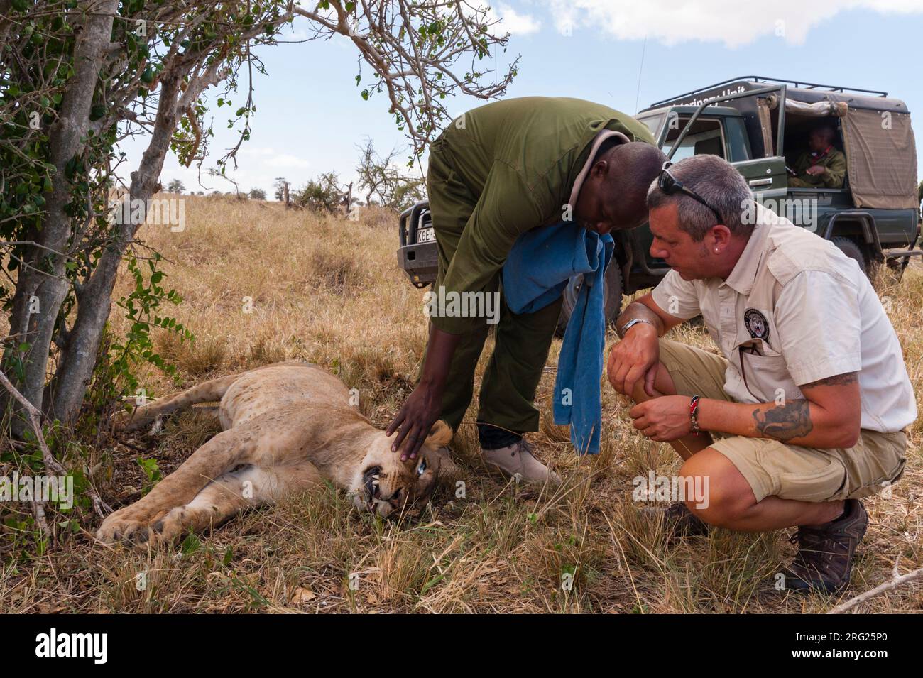 Eine verwundete Löwin, die von der mobilen Tierarztstation der Kenya Wildlife Services behandelt wird. Voi, Tsavo Conservation Area, Kenia. Stockfoto