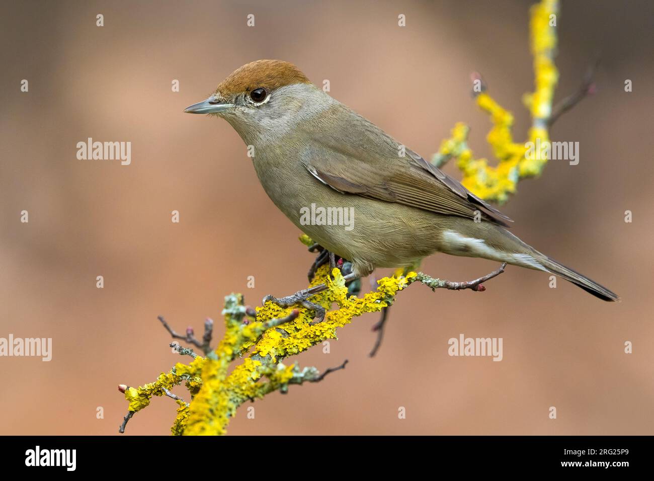 Mönchsgrasmücke; Sylvia atricapilla Stockfoto