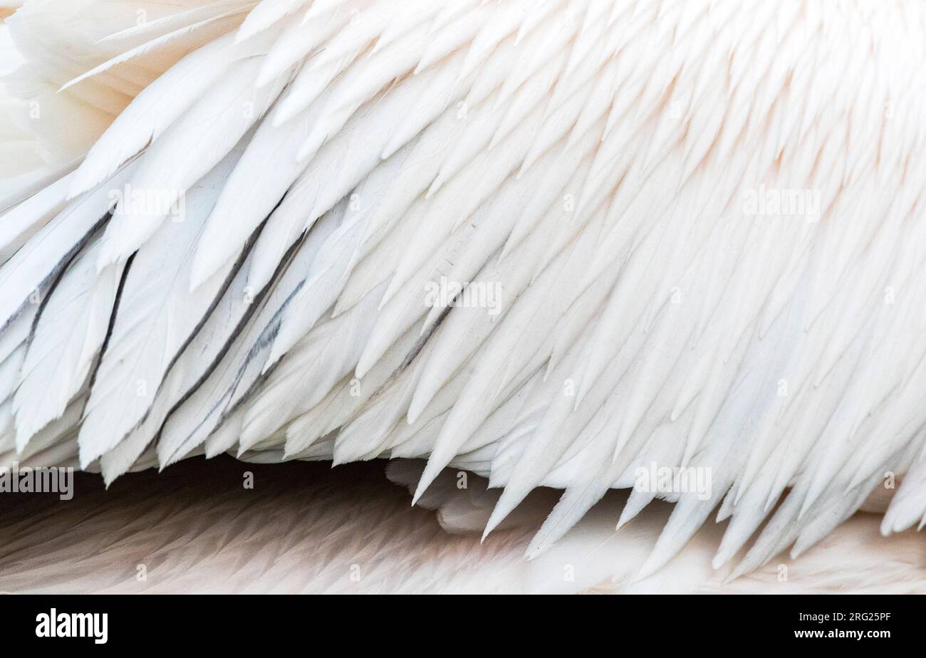 Detail des Flügels eines erwachsenen Großen Weißen Pelikans (Pelecanus onocrotalus) im Spätwinter im Kerkini-See, Griechenland. Schöne Zuchtpflaume Stockfoto