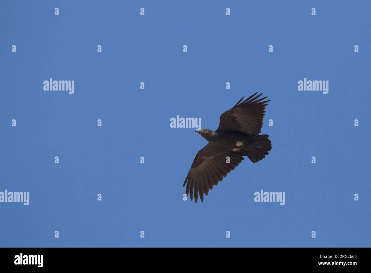 Ventilator-tailed Raven-Borstenrabe - Corvus rhipidurus, Oman Stockfoto