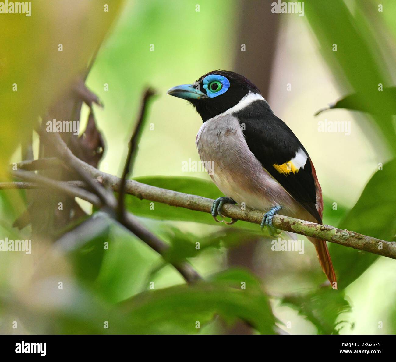 Mindanao hat Broadbill, Sarcophanops Steerii, bei PICOP, Mindanao, auf den Philippinen geschlagen. Stockfoto