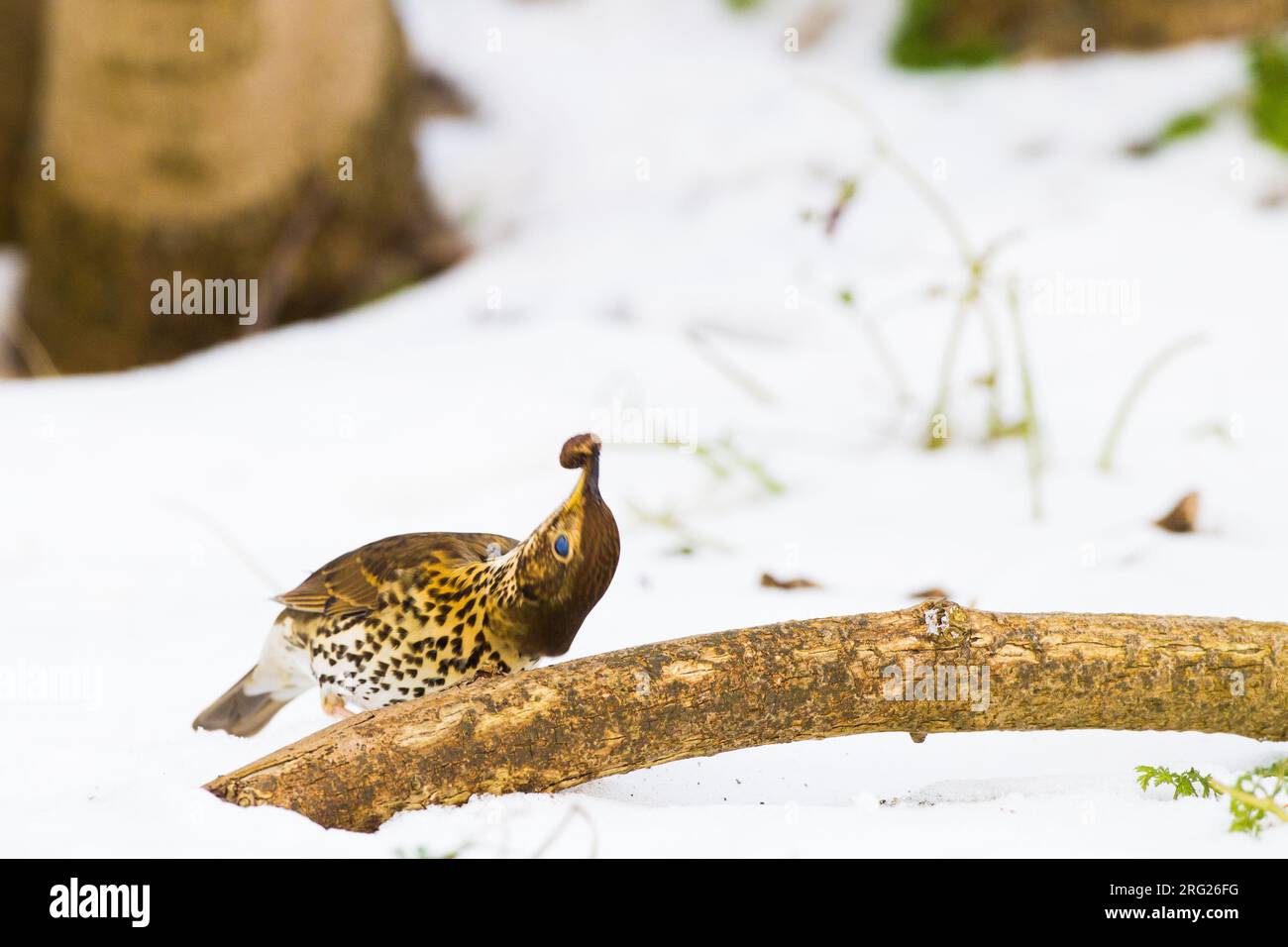 Zanglijster, Song Thrush, Turdus philomelos, die auf Schnecken oder Schnecken, die am Ast zerbrechen, suchen Stockfoto