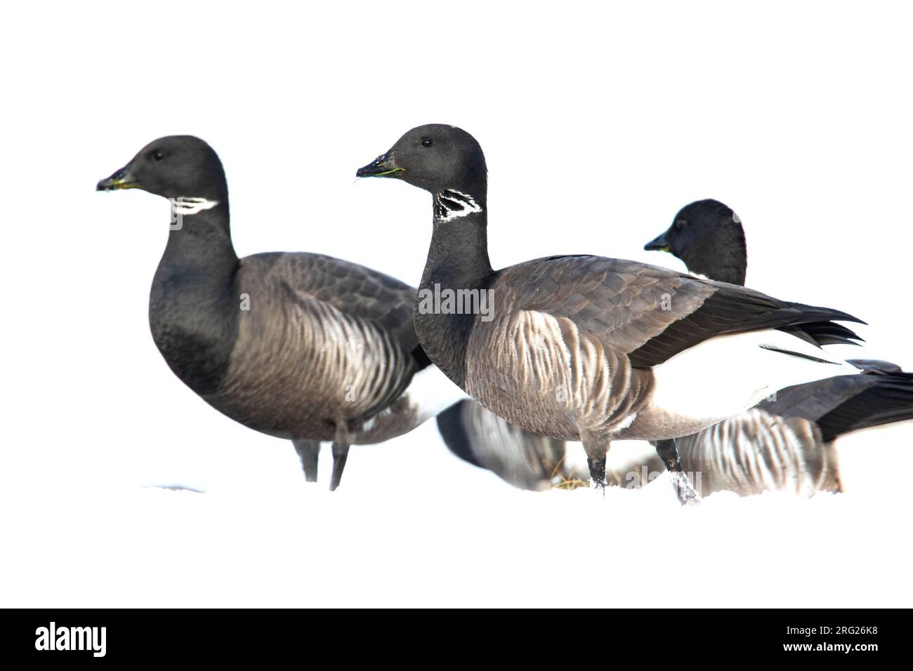 Dunkelbäugige Brent Goose, Rotgans, Branta bernicla Stockfoto