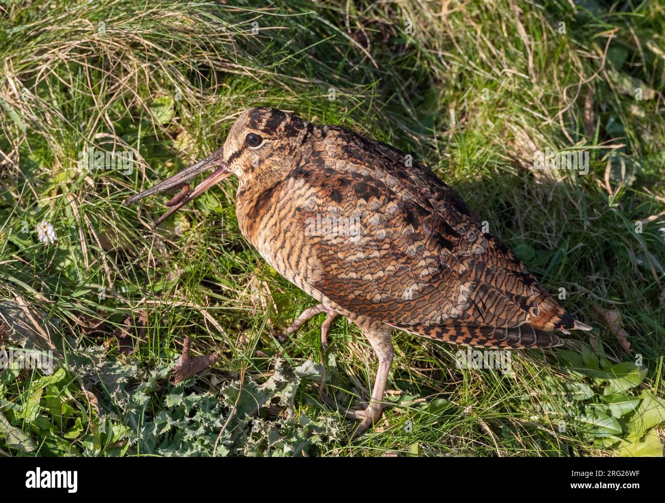 Eurasian Woodcock (Scolopax rusticola) Wintersport in Lentevreugd, Wassenaar, Niederlande. Teil eines großen Zustroms aufgrund eines extremen Kältezaubers. Stockfoto