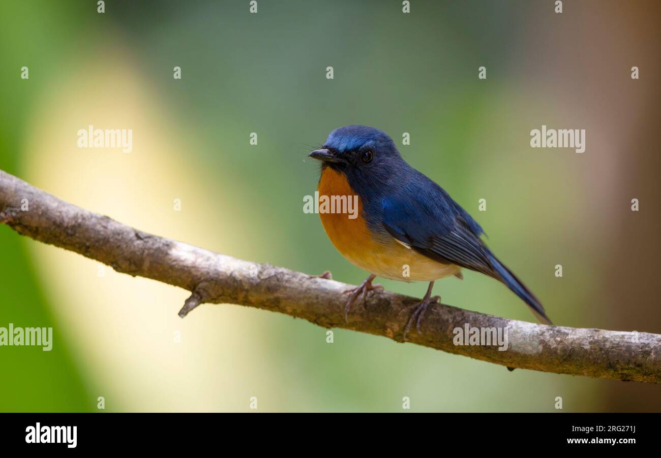 Hill Blue Flycatcher (Cyornis banyumas whitei), männlicher Erwachsener auf einem Zweig in Doi Ang Khang, Thailand Stockfoto