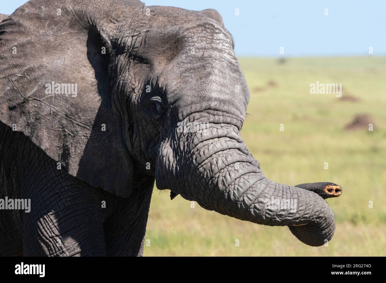 Ein afrikanischer Elefant, Loxodonta africana, ohne Stoßzahn. Seronera, Serengeti-Nationalpark, Tansania Stockfoto