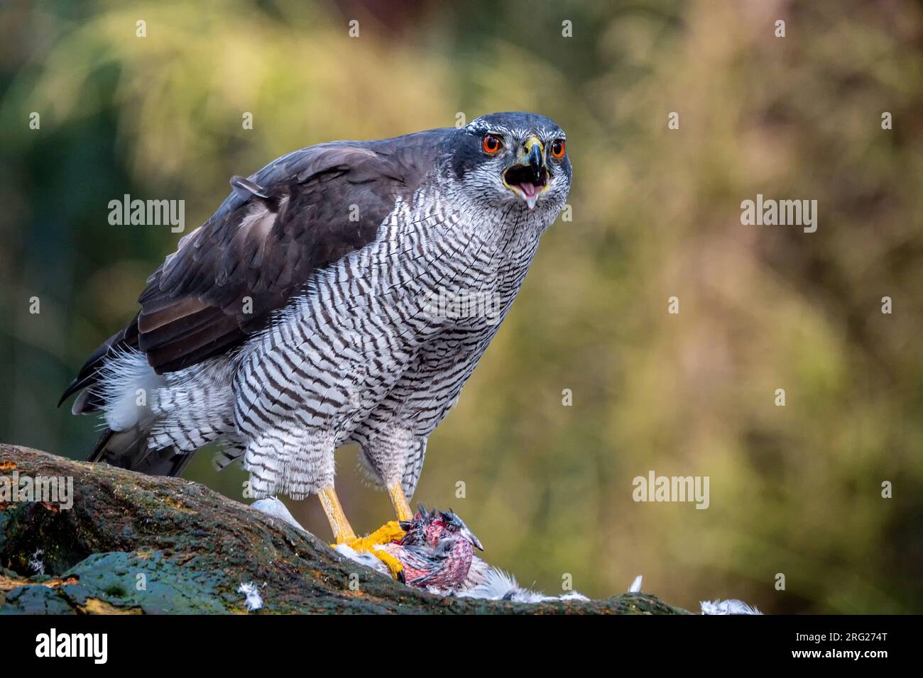 Nord; Goshawk; Accipiter gentilis sitzt auf einem Ast und frisst seine Beute. Bird überprüft die Umgebung und ruft an. Von vorne genommen. Stockfoto