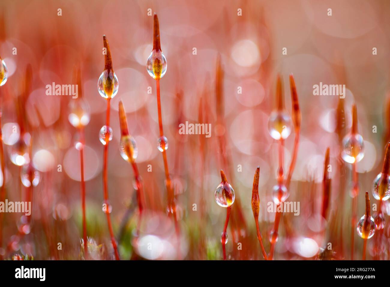 Sporophyt von Bristly Haircap Moos Stockfoto