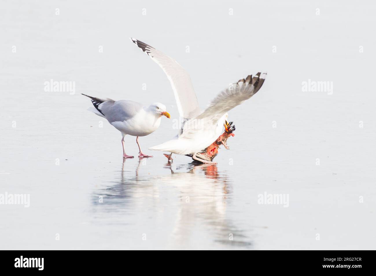 Hering Gull, Larus argentatus-Paar, das sich an den Kadaver einer Taube auf Eis ernährt Stockfoto