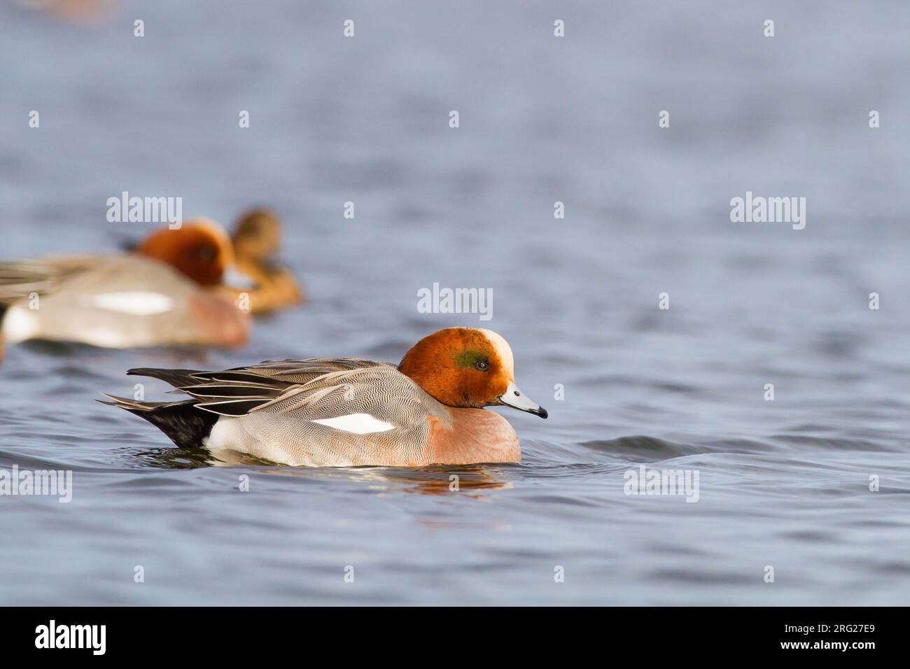 Smient, Eurasian Wigeon, Anas penelope Wintervögel auf See während der Frostperiode Stockfoto