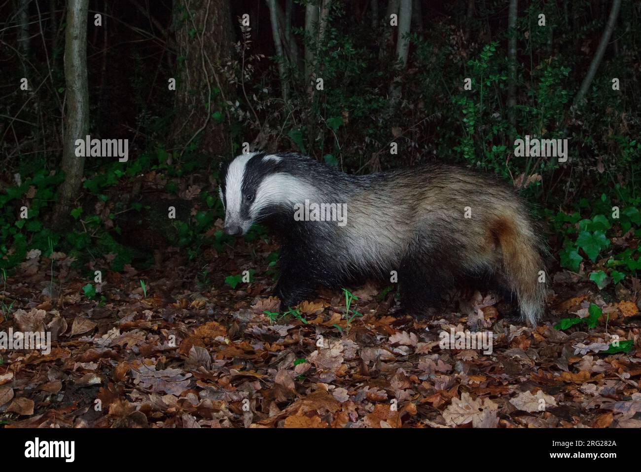 Europäischer Dachs (Meles meles), Seitenansicht eines Erwachsenen, der in einem Wald geht, Kampanien, Italien Stockfoto