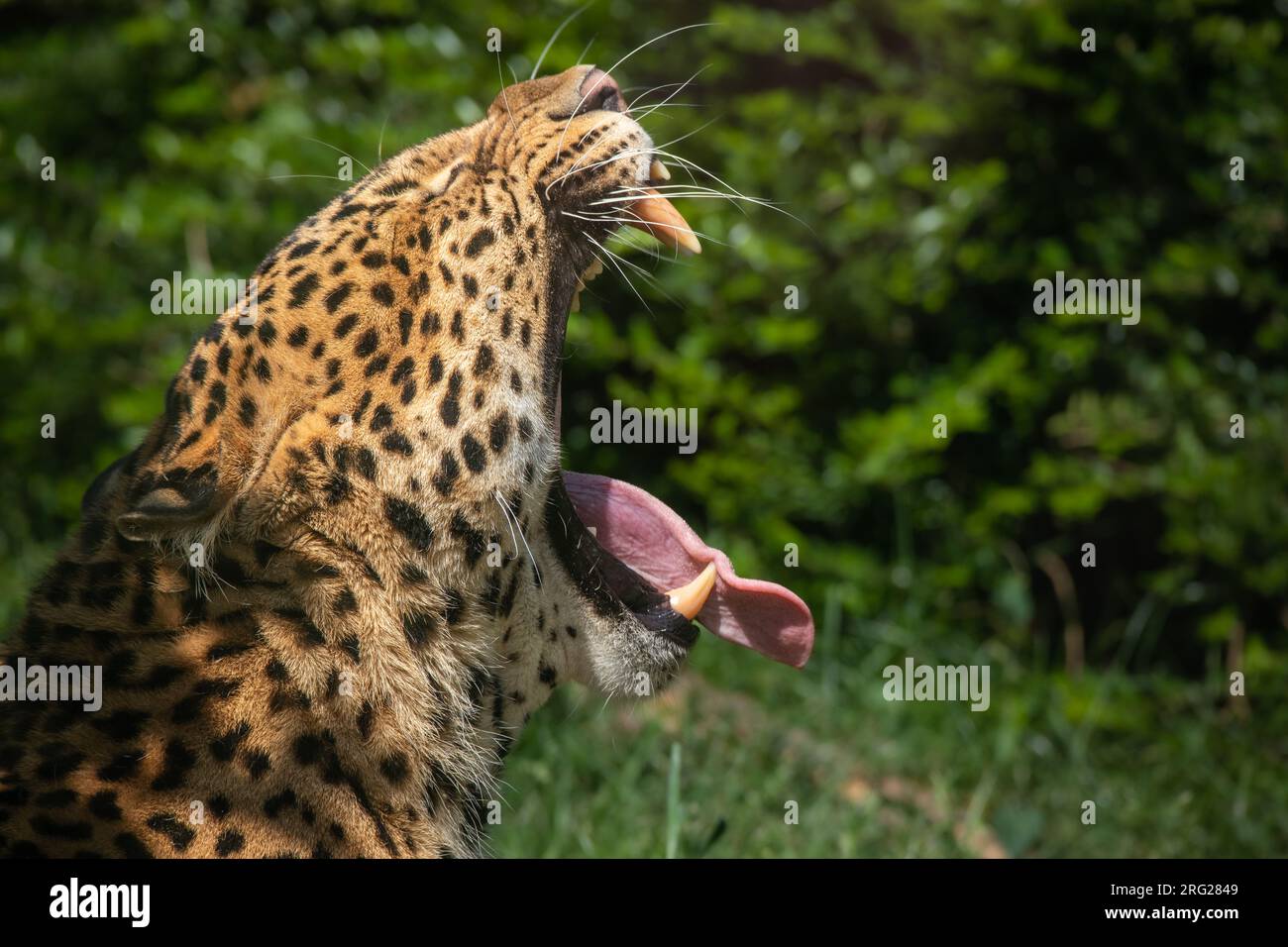 Gähnendes Javan Leopard Porträt im Zoo. Panthera Pardus Melas mit offenem Mund im Zoologischen Garten. Stockfoto