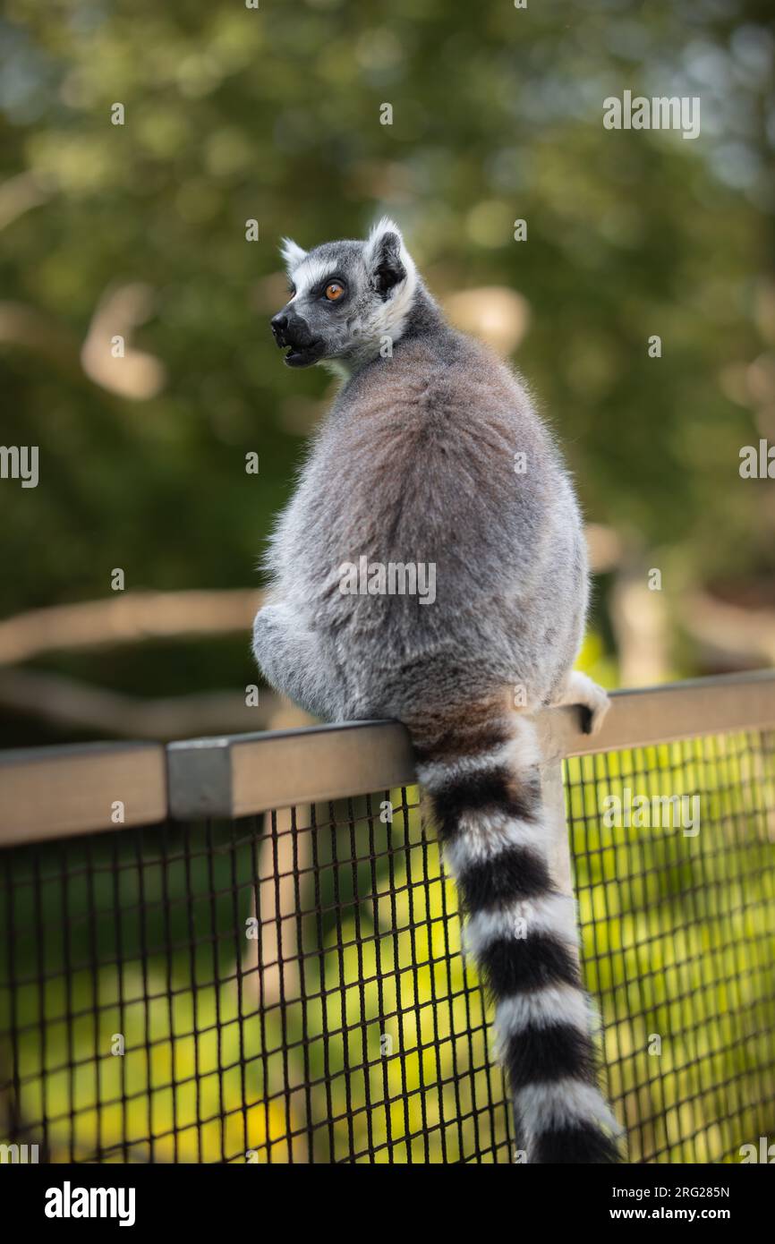 Bezauberndes vertikales Porträt des Ringschildkröten Lemur im Zoo. Süßer Lemur Catta mit offenem Mund, der im Zoologischen Garten auf einem Zaun sitzt. Stockfoto