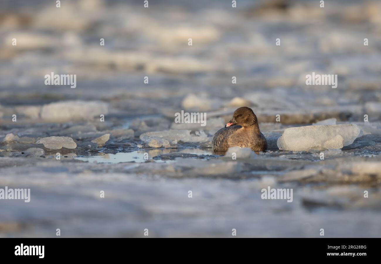 Rosa-Fuß-Gans (Anser brachyrhynchus), die in Wasser und Eis ruht Stockfoto