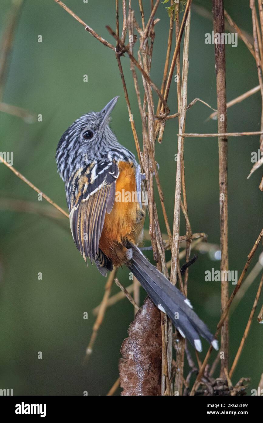Ein männlicher Antbird aus dem Osten der Anden (Drymophila caudata) in Palästina, Huila, Kolumbien. IUCN-Status fast bedroht. Stockfoto
