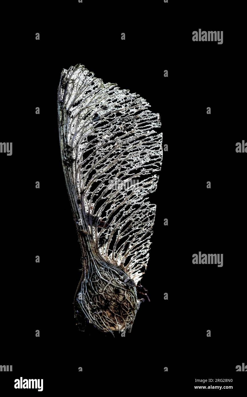 Geflügelte Samenkapsel Acer pseudoplatanus Stockfoto