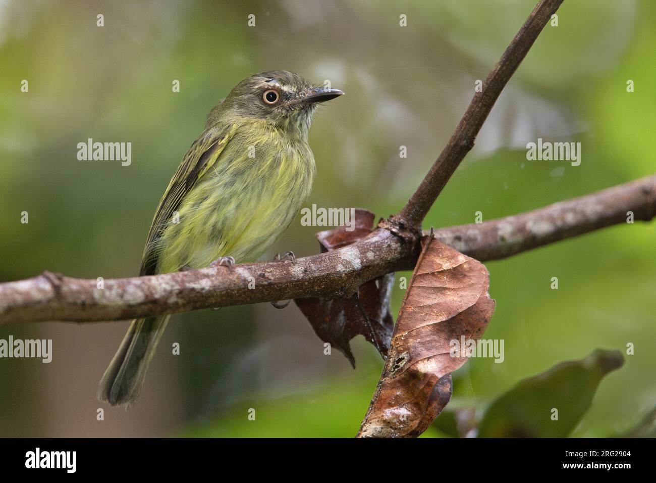 Johannes Tody-Tyrant (Hemitriccus iohannis) in Puerto Nariño, Amazonas, Kolumbien. Stockfoto