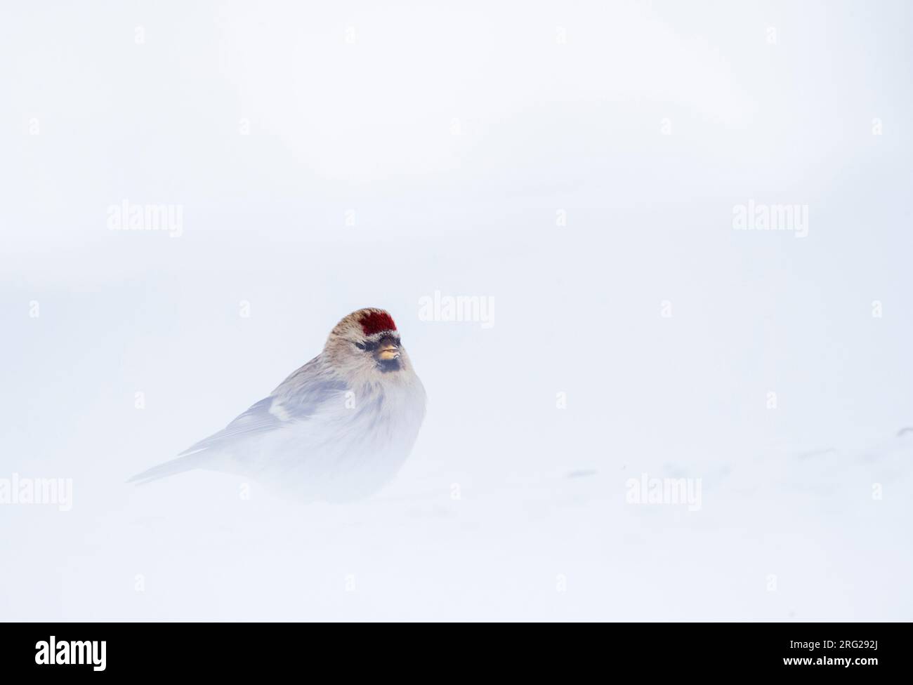 Arctic Redpoll (Acanthis hornemanni) – Überwinterung im arktischen Norwegen. Stockfoto