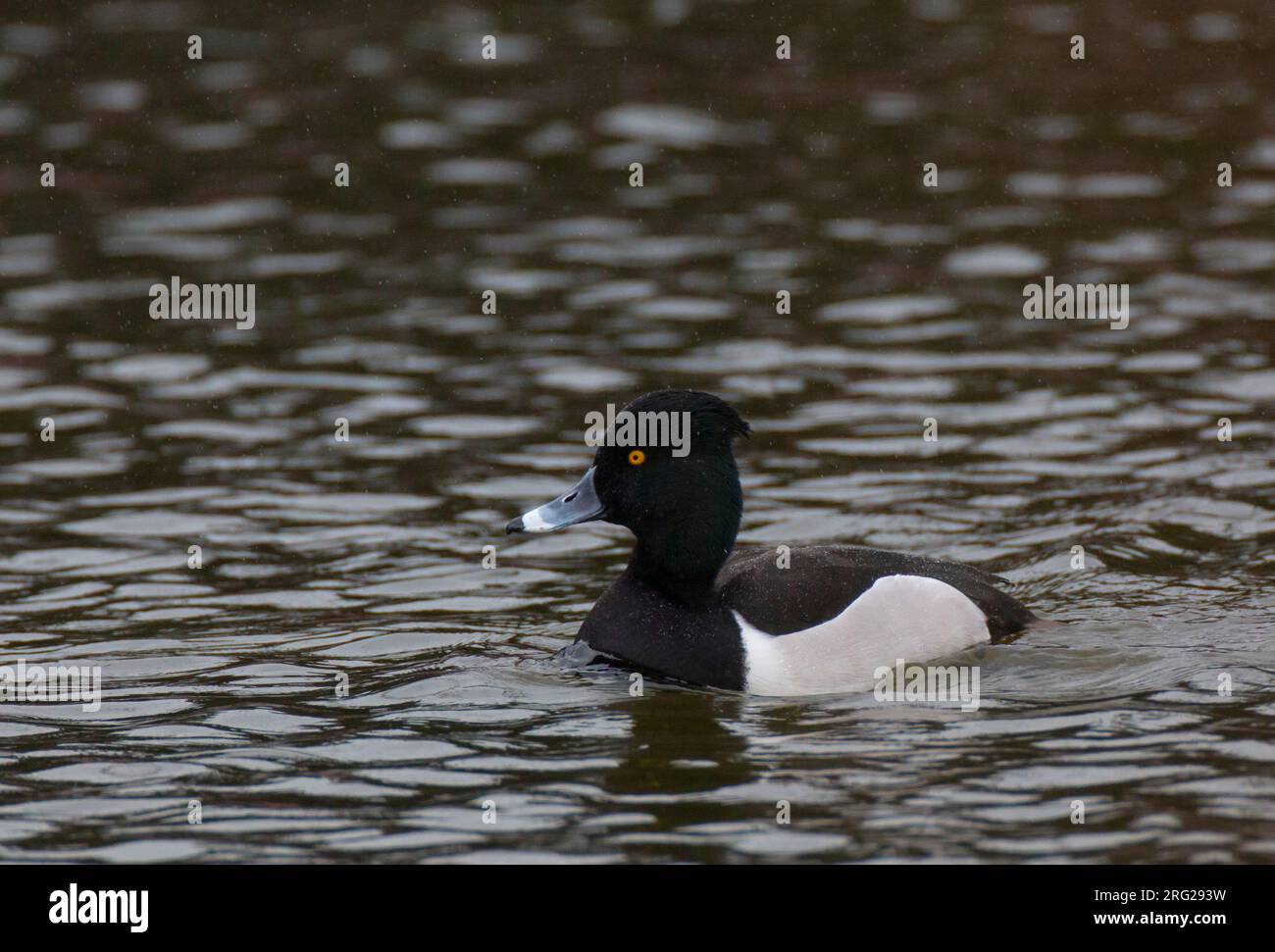 Erwachsene männliche Ringhalsente x Tufted Duck (Aythya collaris x Aythya fuligula). Typischer Hybrid mit kurzem Wappen, grauen Flanken mit weißem Stirnrad und weiß Stockfoto