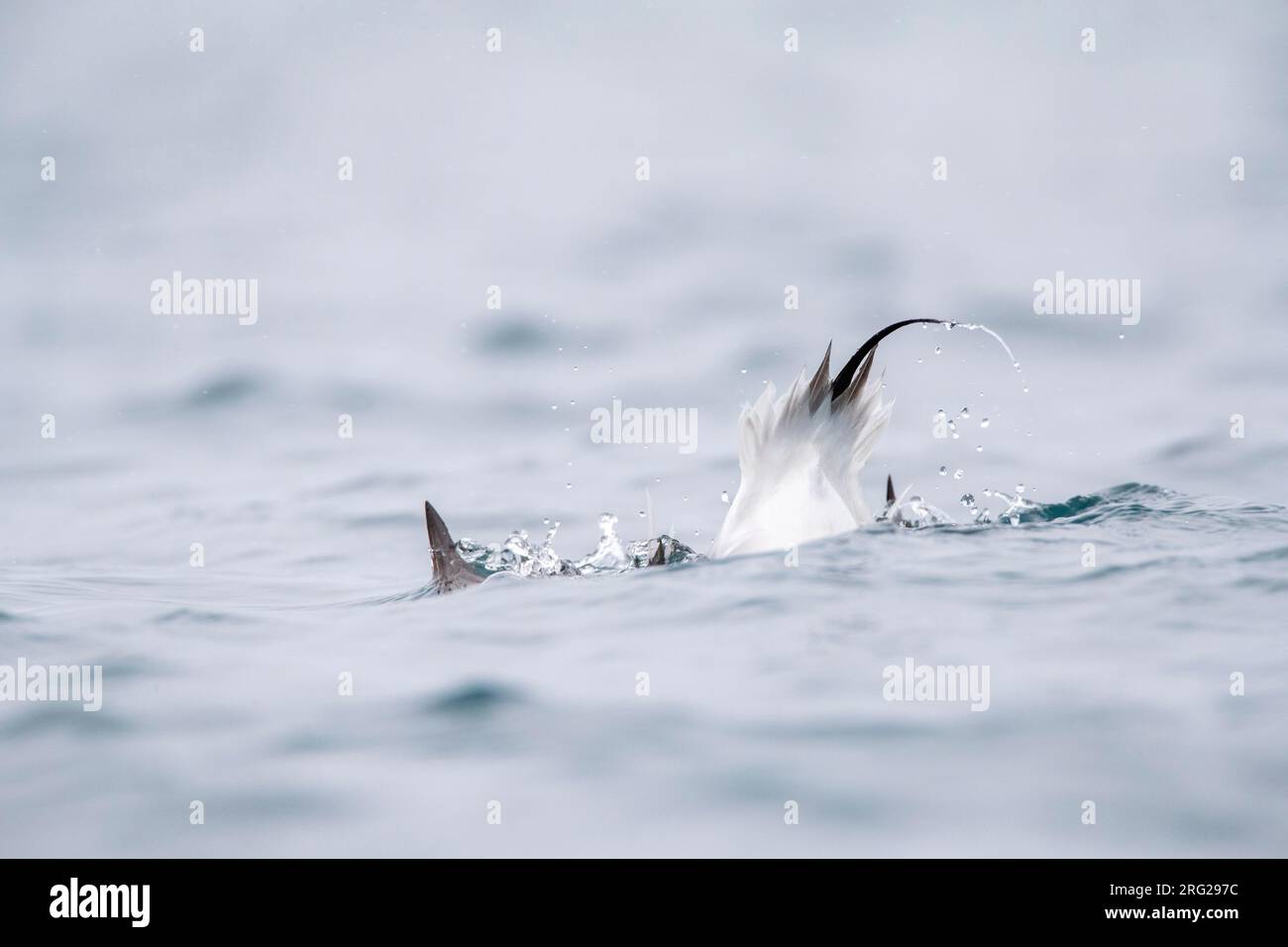 Männliche Langschwanzente (Clangula hyemalis) im Wintergefieber beim Schwimmen in einem Hafen auf der Halbinsel Varangerfjord, arktisches Norwegen. Tauchen nach Essen. Stockfoto