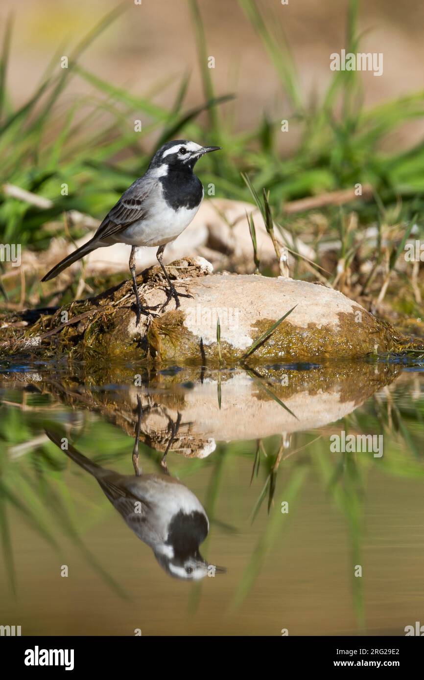 Marokkanische Bachstelze Bachstelze, Motacilla alba - ssp. subpersonata, Marokko Stockfoto