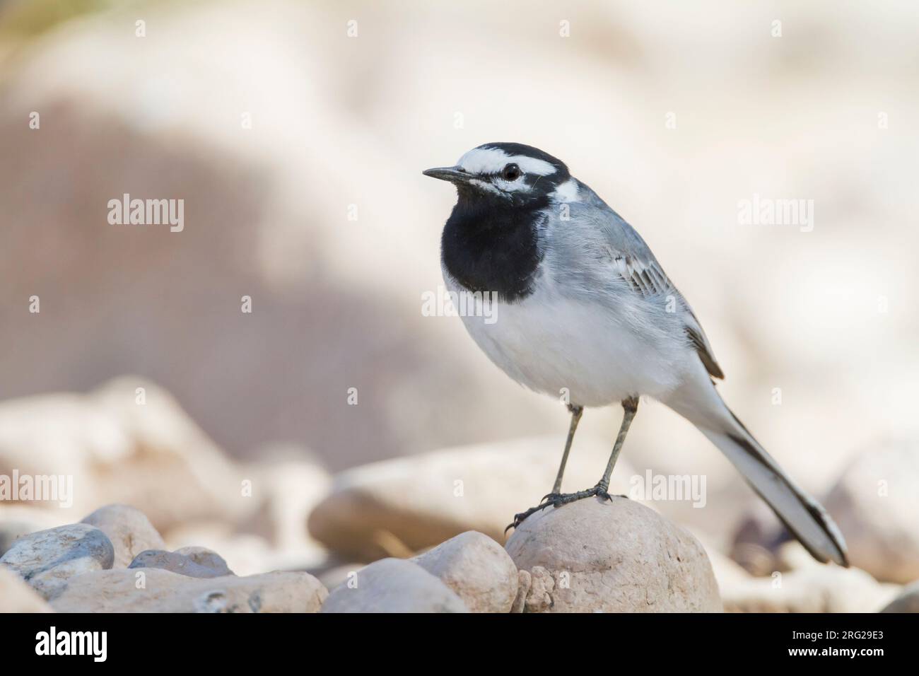 Marokkanische Bachstelze Bachstelze, Motacilla alba - ssp. subpersonata, Marokko Stockfoto