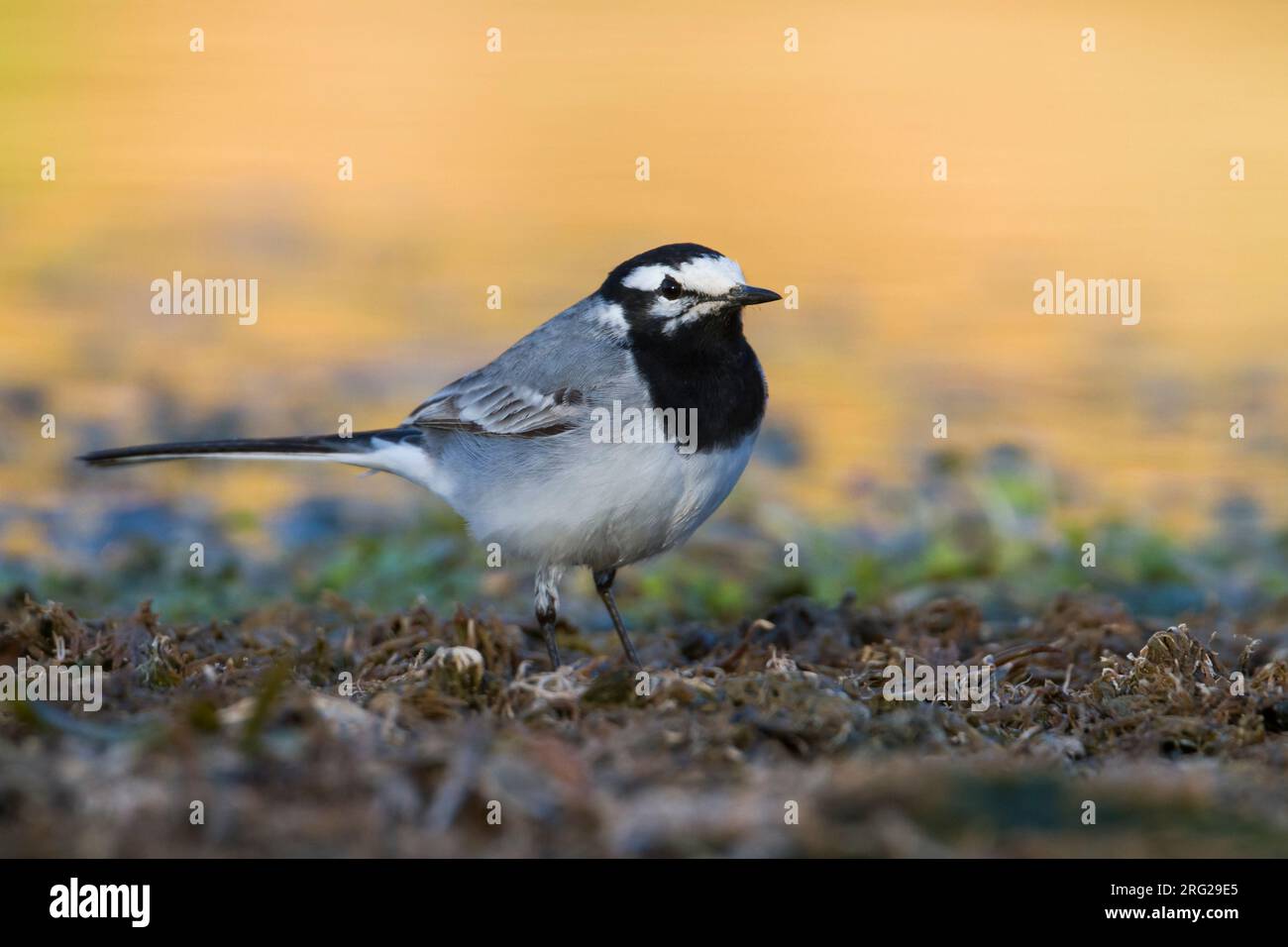 Marokkanische Bachstelze Bachstelze, Motacilla alba - ssp. subpersonata, Marokko Stockfoto