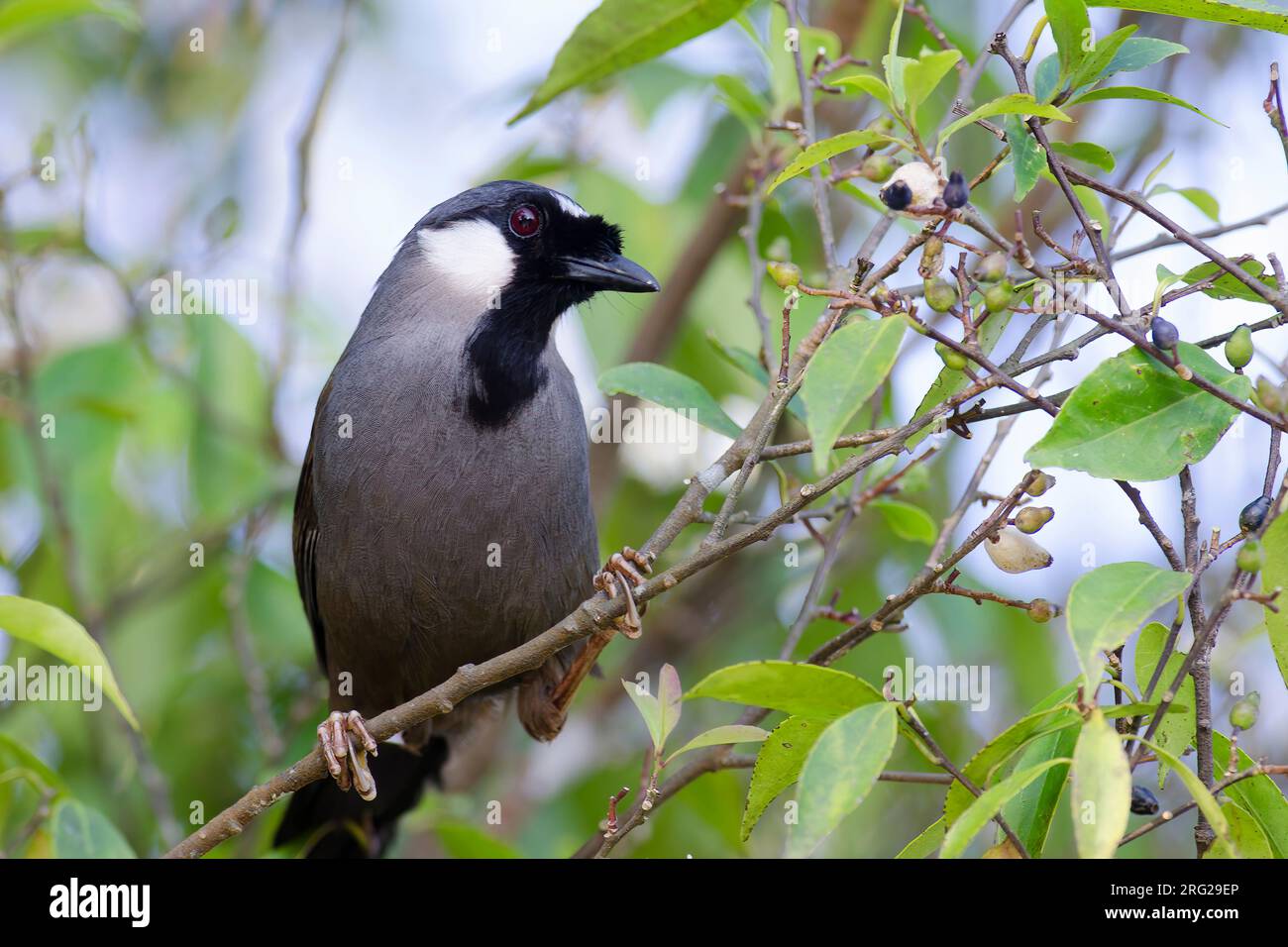 In einem fruchtbaren Busch ist ein Schwarzkehlkopf (Pterorhinus chinensis) zu sehen. Stockfoto