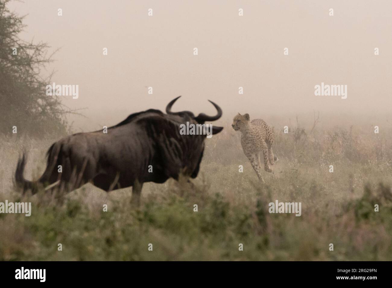 Ein junger Gepard, Acinonyx jubatus, jagt ein blaues Kalb, Connochaetes taurinus. Ndutu, Ngorongoro Conservation Area, Tansania Stockfoto