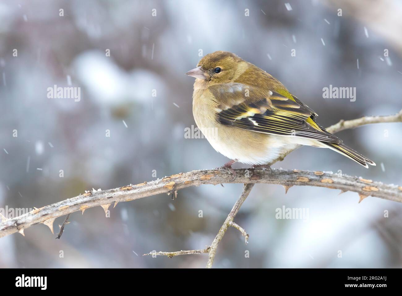 Winterende weibliche Common Chaffinch, Fringilla Coelebs, in Italien. Stockfoto
